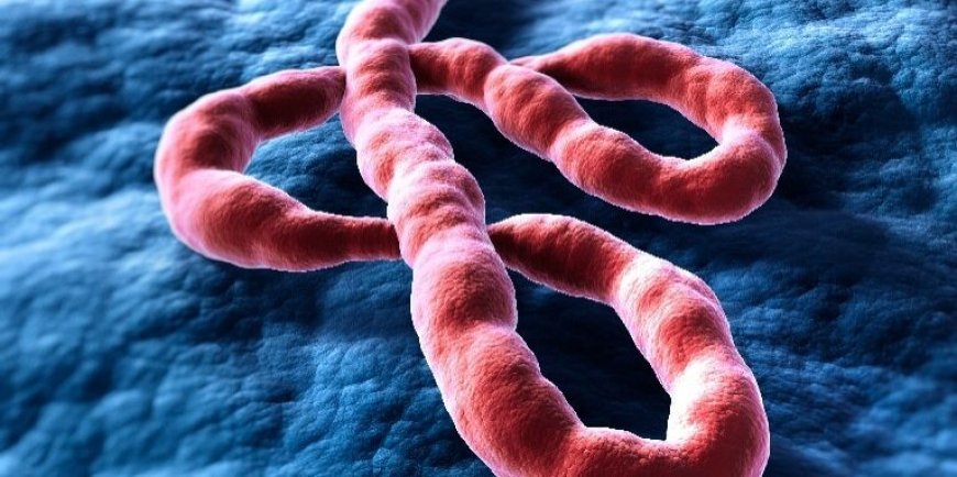 Retour du virus Ebola en RDC : la 17e épidémie met à l'épreuve un pays résilient