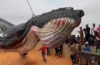 Échouage des baleines : comprendre le drame survenu sur la côte du Kongo Central
